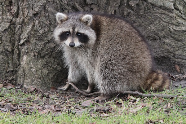 Raccoon!