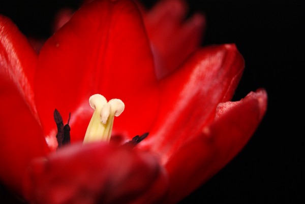 Tulip