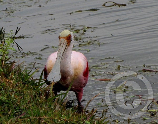 Roseate spoonbill 1