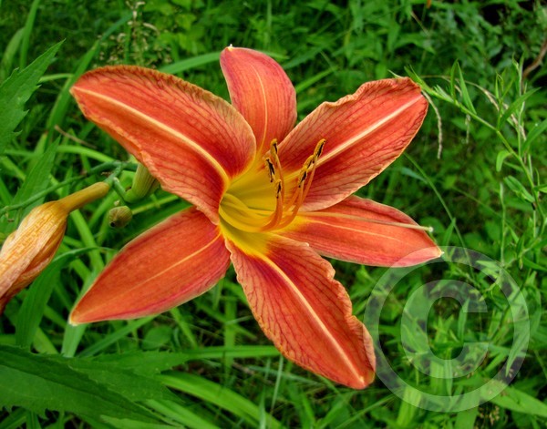 Roadside Beauty 2