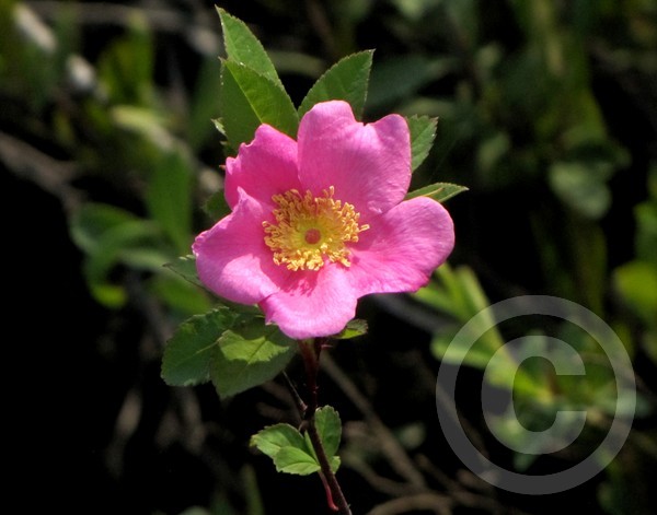 Wild rose!