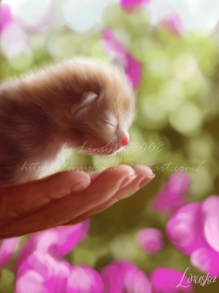 Kitty princess