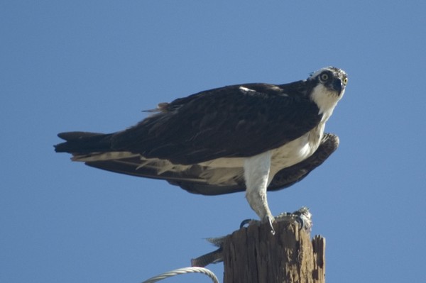 Osprey and meal