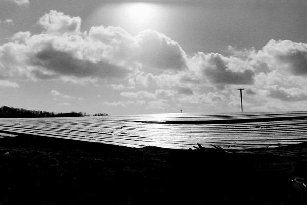 Sunshine over crop field