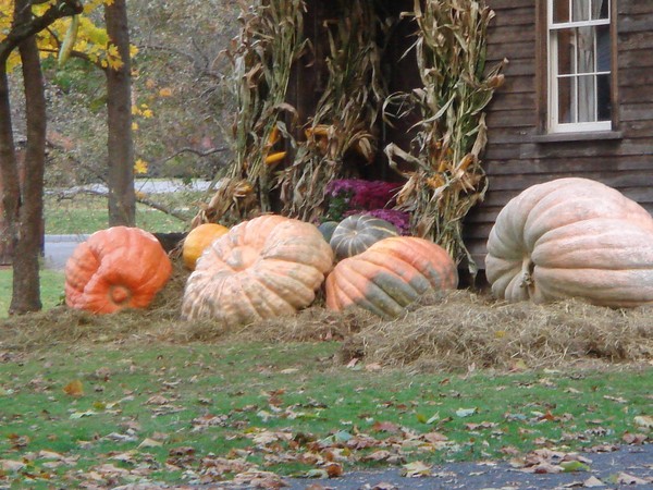 Giant Gourd Goodness