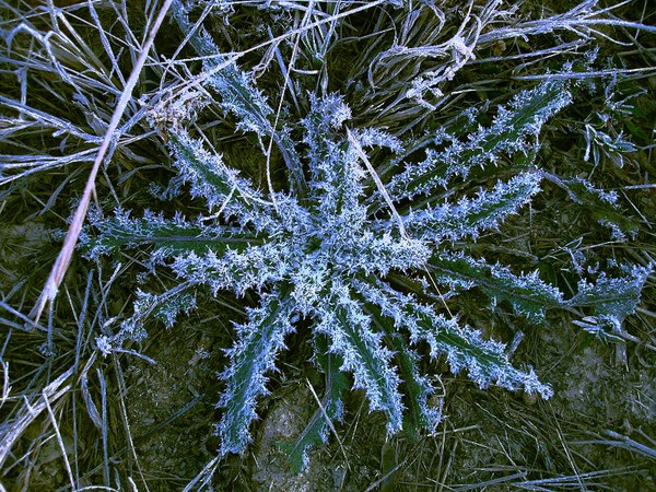 Frosty Morn