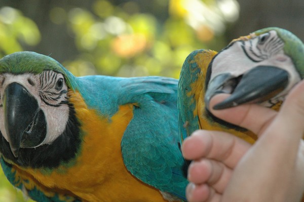 Parrots - Thailand
