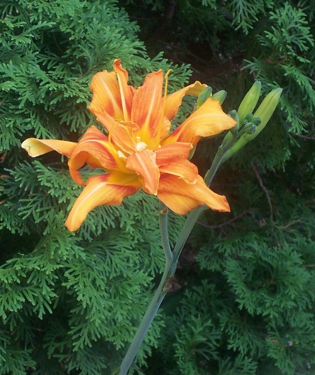 Orange Day Lily