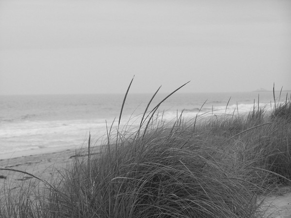 Beach Grass Misquamicut
