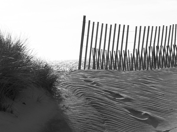 Watch Hill Dune in Black and White