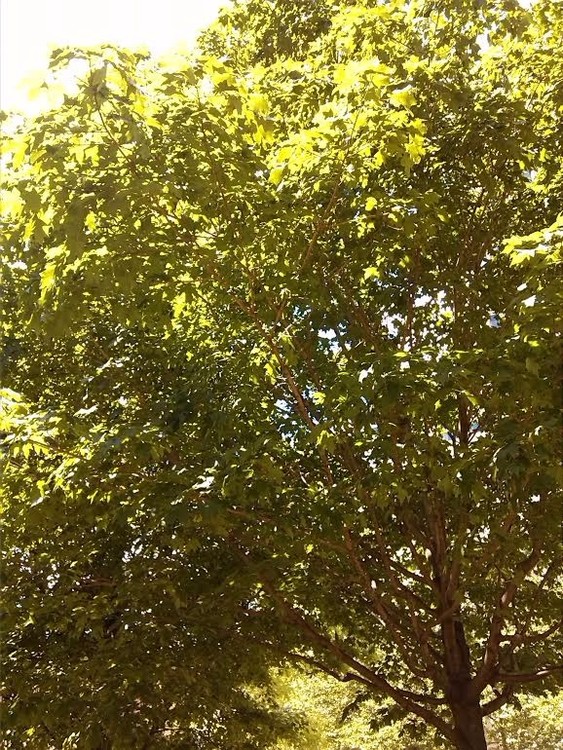 Green View