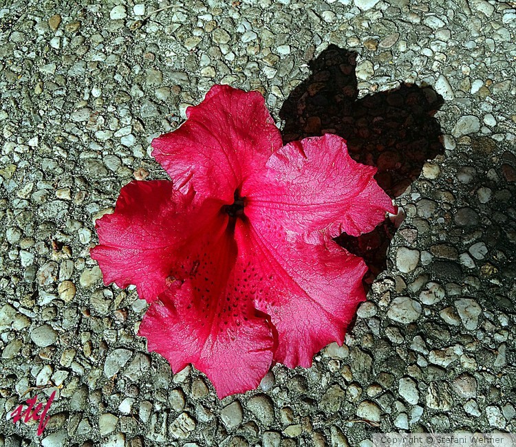 fallen