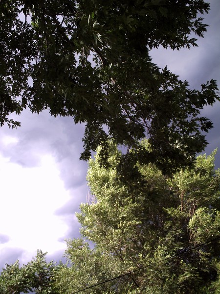 Untitled tree tops