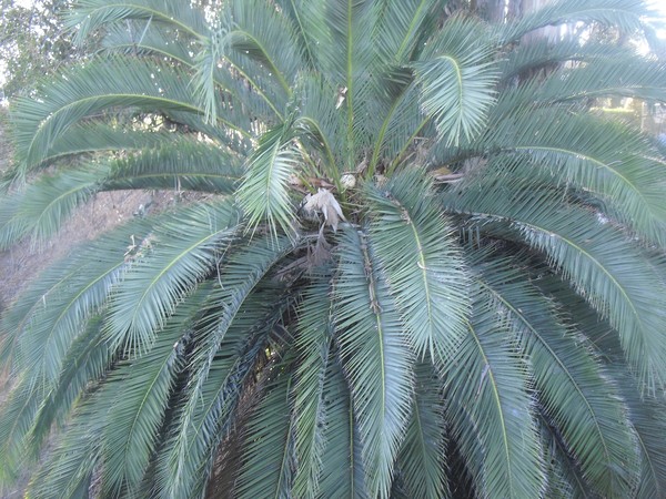 Palm