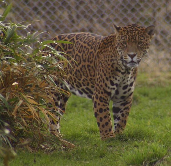Jaguar