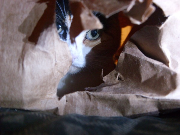 cat in the bag