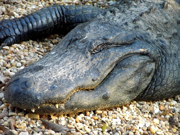 Florida Alligator