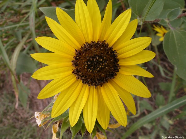 Sun Flower