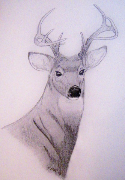 buck harvest