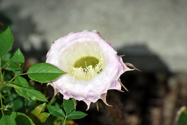 Nikon_06102009_3593