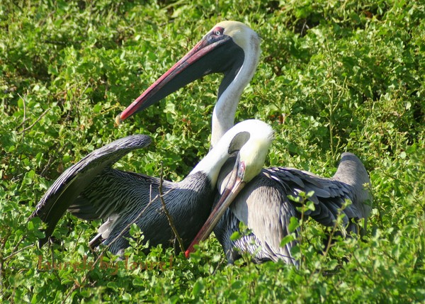 Brown Pelicans: A Romantic Moment