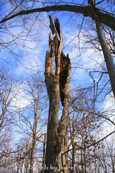 Reaching for the Sky
