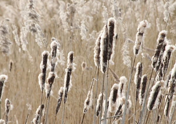 Bullrush 1