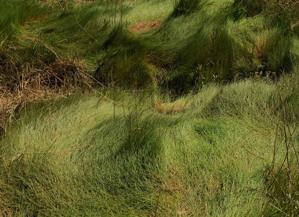 Crazy_Grass_2