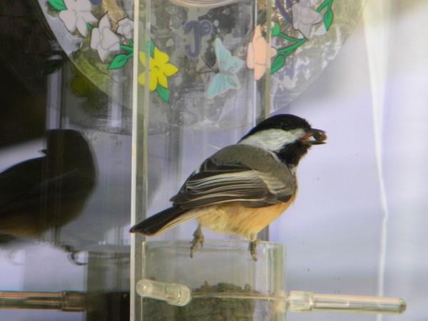 chicadee