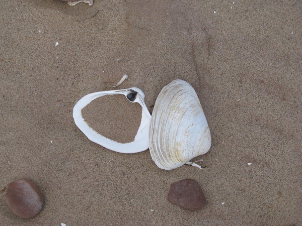 Shells