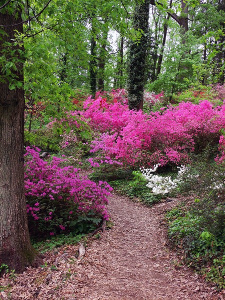 My Walk into the Woods