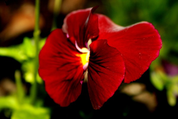 Flower