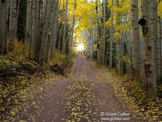 Aspen Trees in Road, Colorado