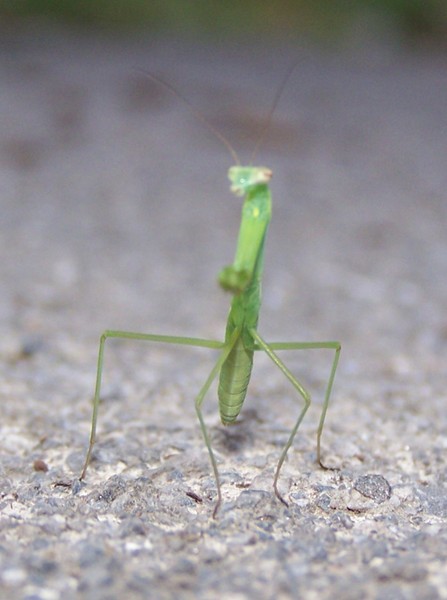 Praying Mantis