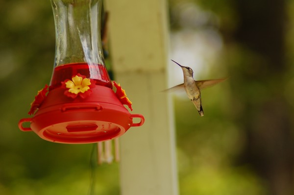 Humming Bird