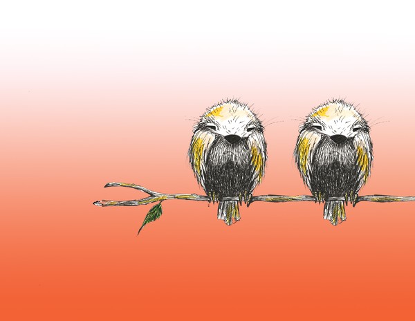 love birds