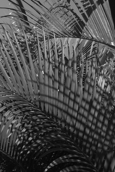 Palm