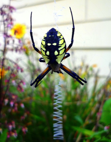 Down The Zippered Web