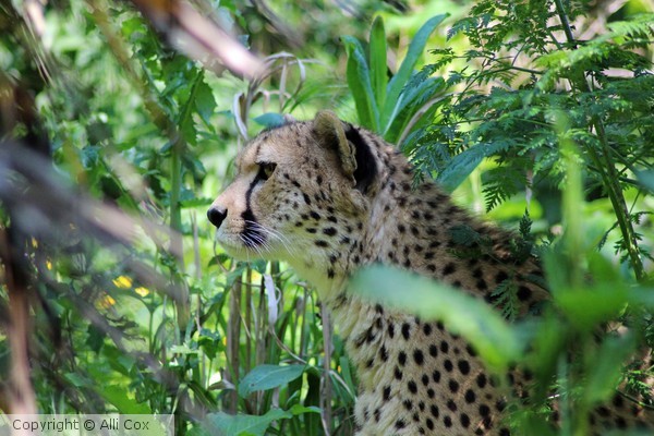 Cheetah