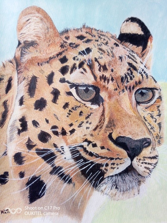 Just an alert Cheetah.