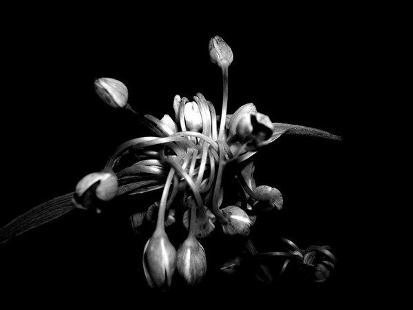 Tangled in the dark