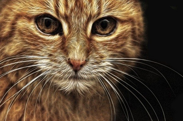 cat