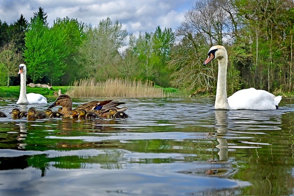 swans + ducklings t more