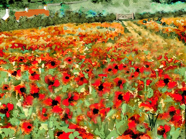poppyfield