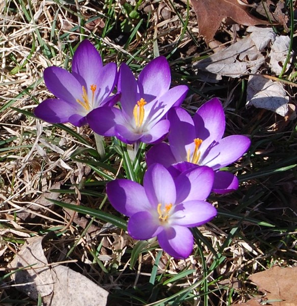 Spring Has Sprung