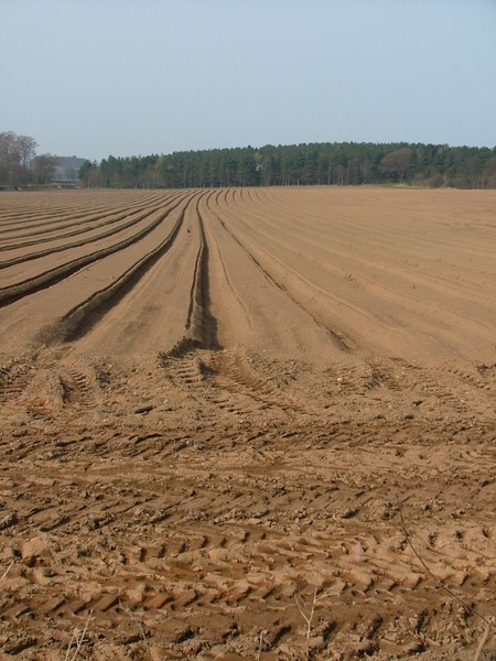 Open Field