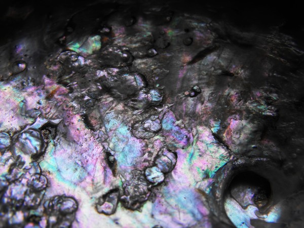 Silver Shell 2