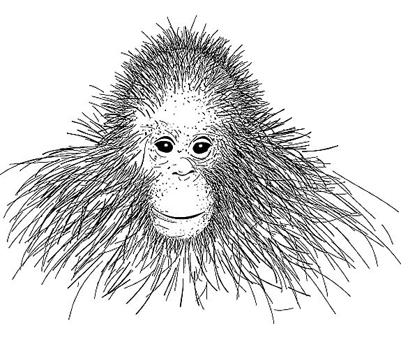 drawing orangutan