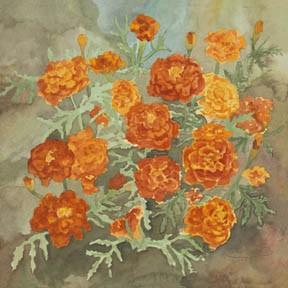 Red And Gold Marigolds