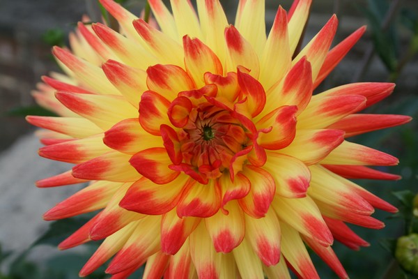 Orange and Yellow Dahlia